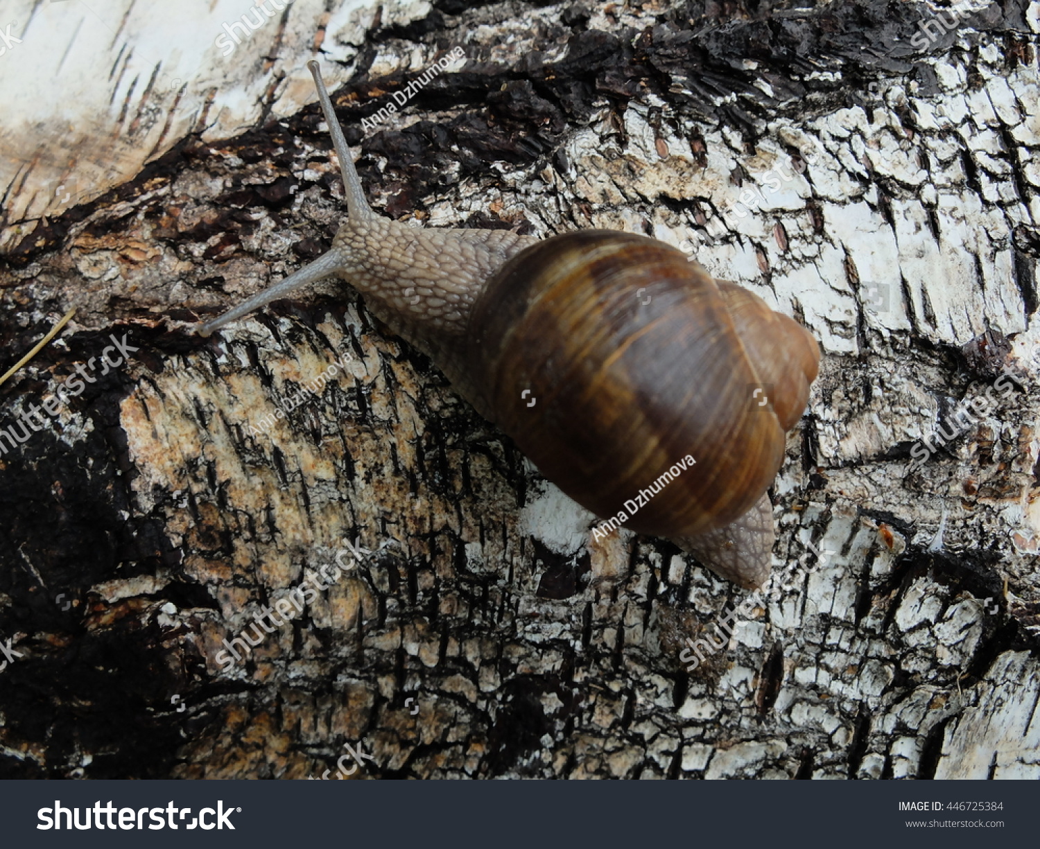 snail-on-birch-example-mimicry-nature-stock-photo-edit-now-446725384