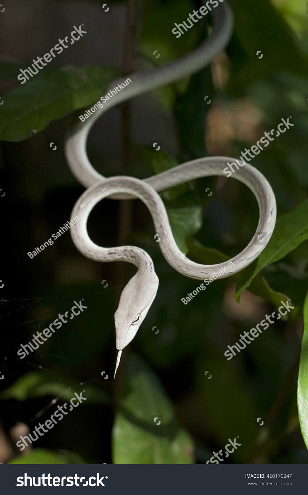 Snake Stock Photo 460170247 : Shutterstock