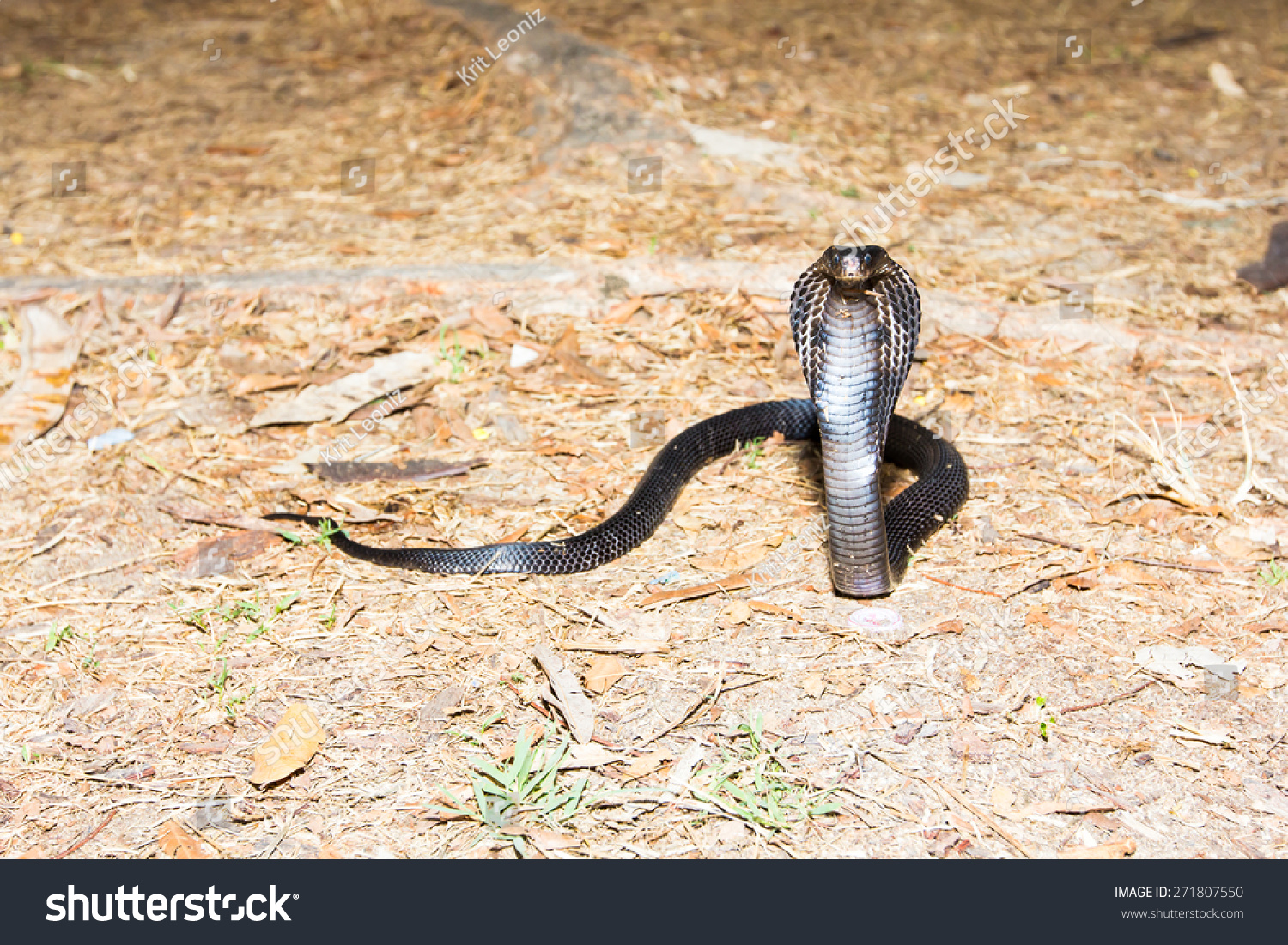 Snake ; Cobra Stock Photo 271807550 : Shutterstock