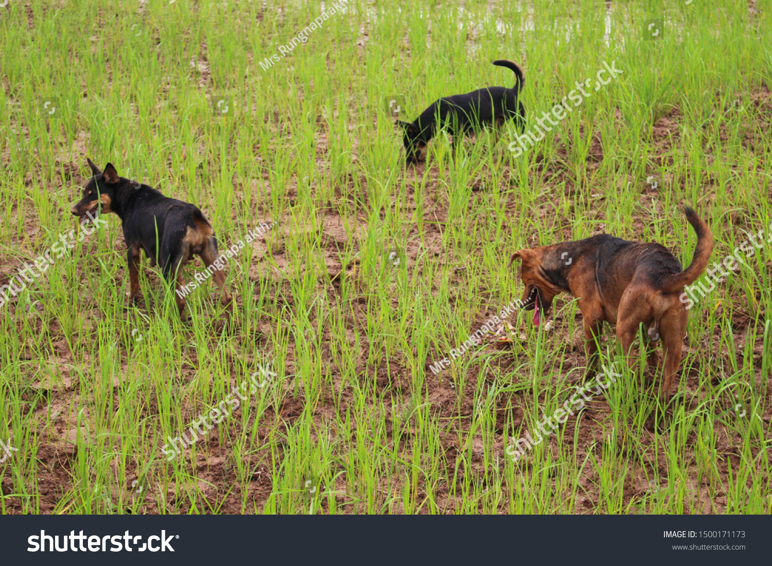 snake hunting dogs