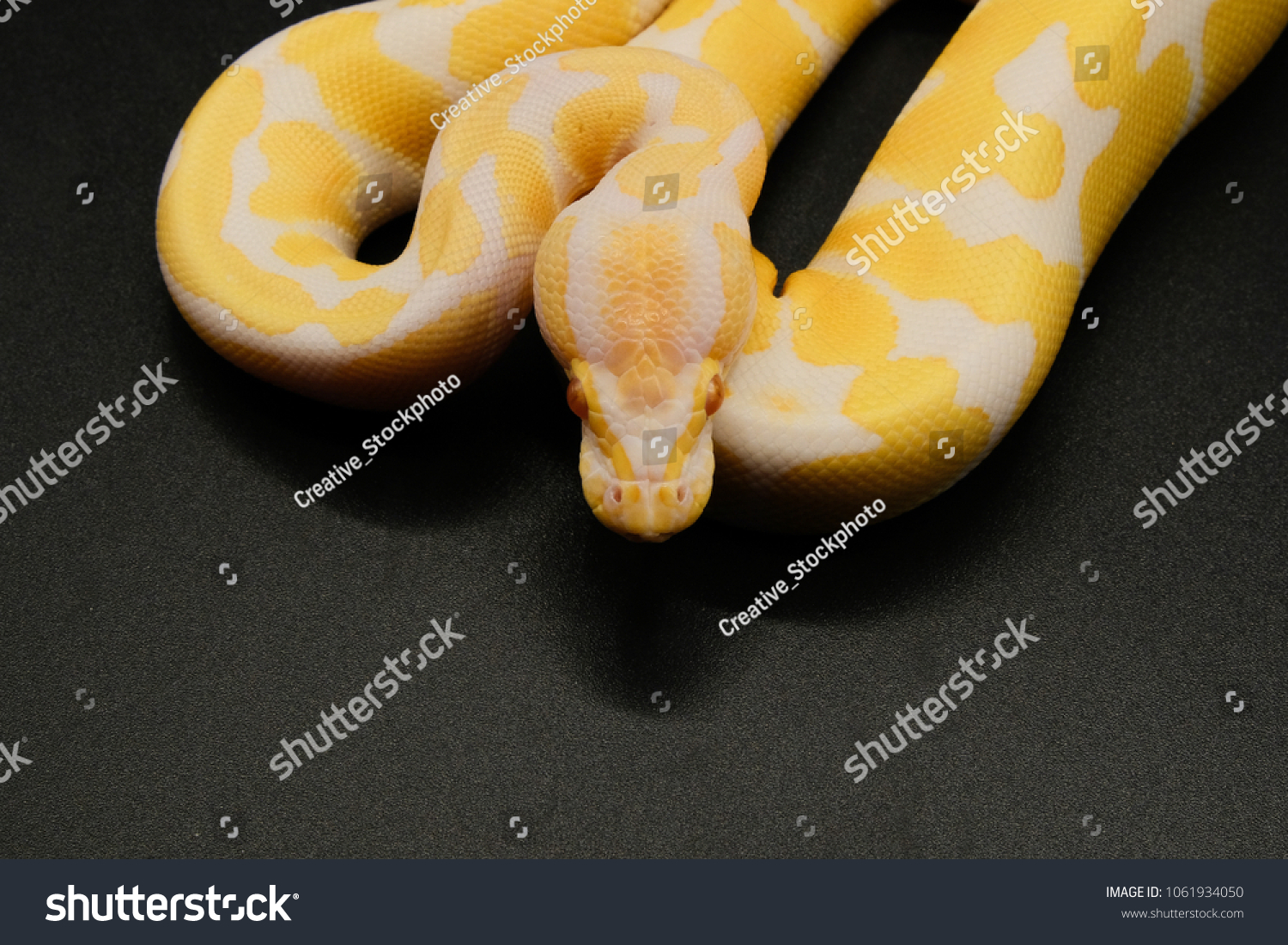 Get Snake On Black Backgroundball Python Royal Stock Photo Edit Now For iPhone Free Get Wallpaper Snake On Black Backgroundball Python Royal Stock Photo Edit Now Desktop Wallpaper Free