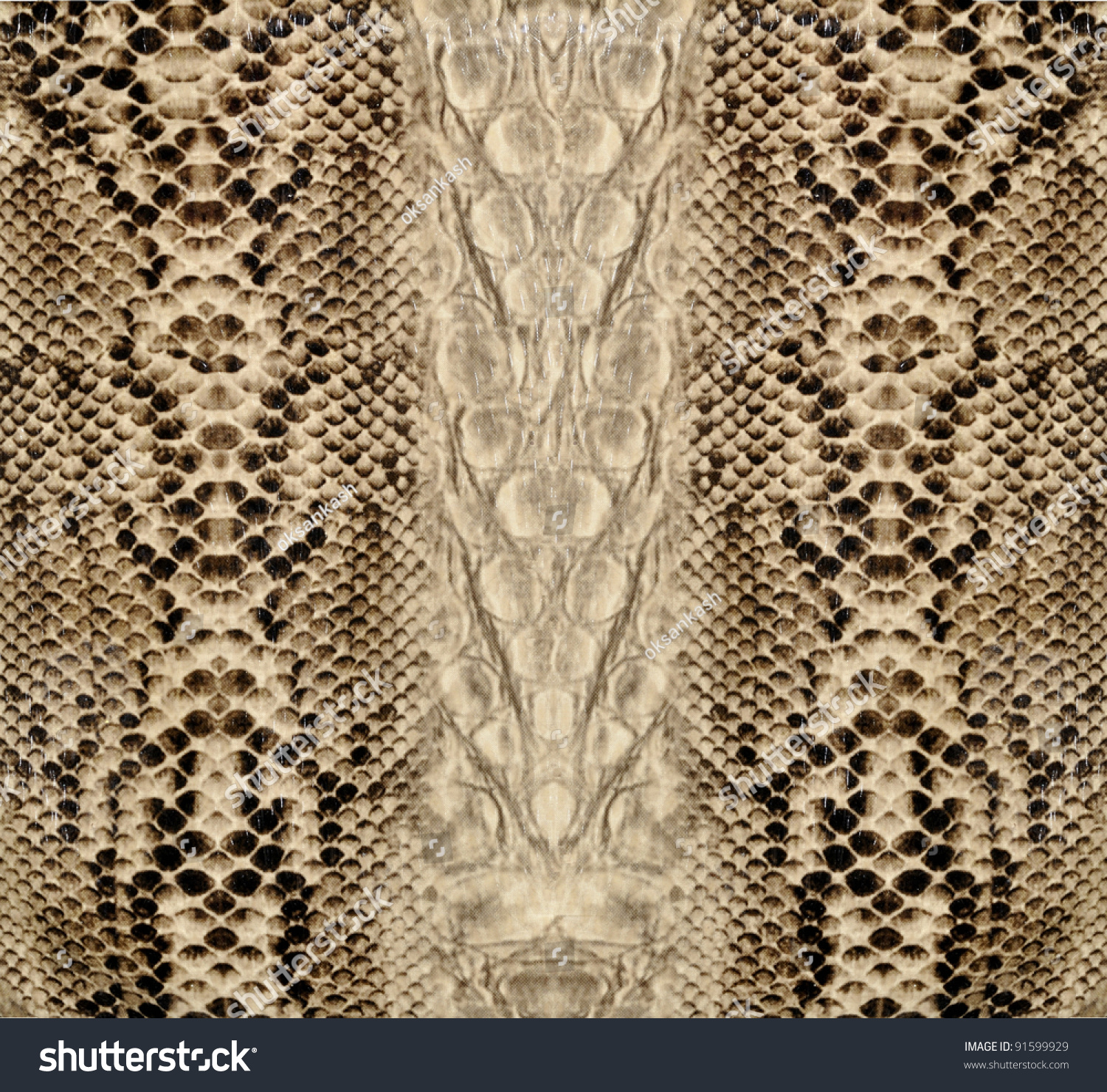 Snake Skin, Reptile Stock Photo 91599929 : Shutterstock