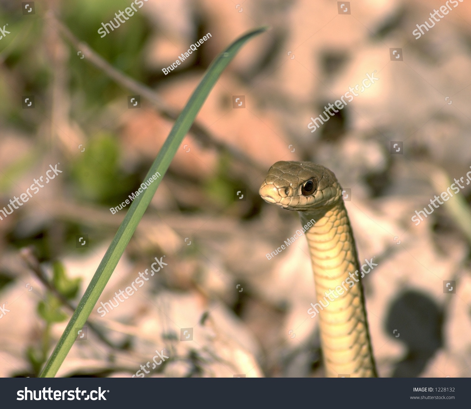 Snake With Head Up. Stock Photo 1228132 : Shutterstock