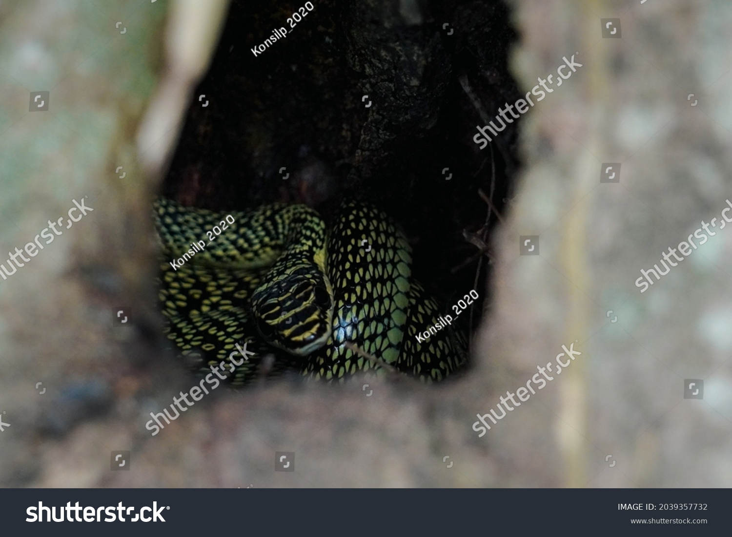 Snakes Nature Green Nonvenomous Snakes Eurasian Stock Photo Shutterstock