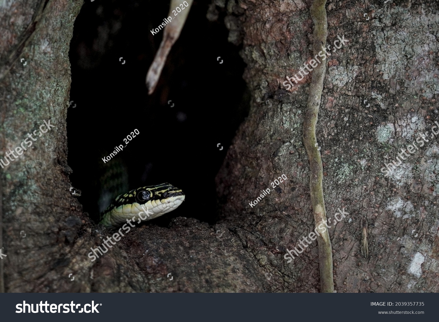 Snakes Nature Green Nonvenomous Snakes Eurasian Stock Photo Shutterstock