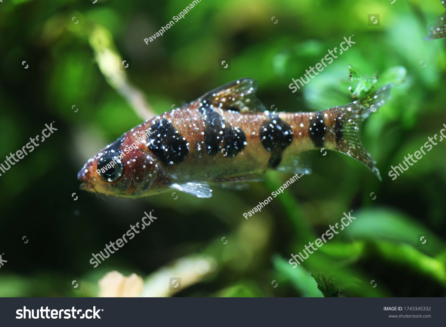 5-ichthyophthirius-multifiliis-images-stock-photos-vectors