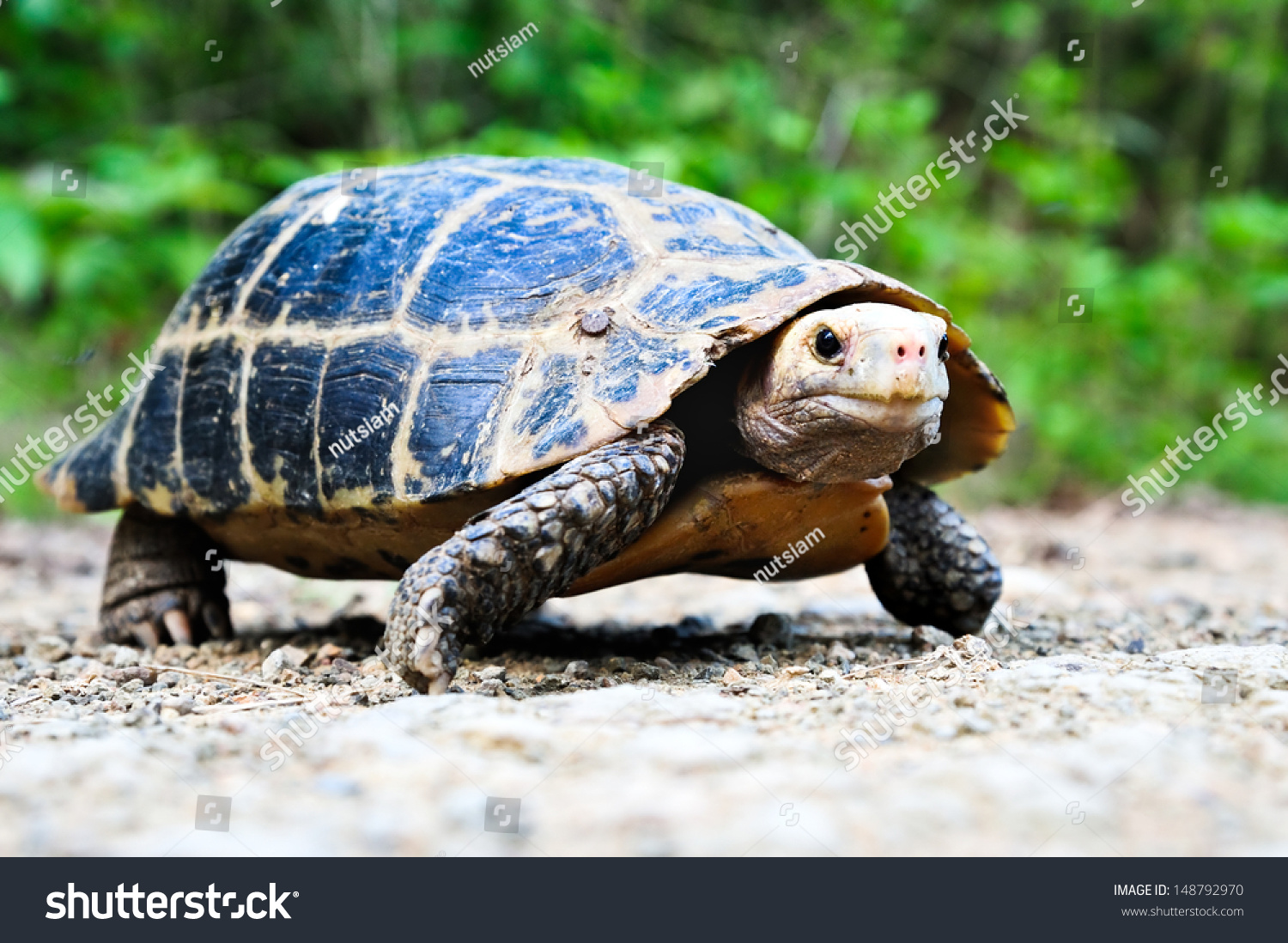 15,605 Turtle on land Images, Stock Photos & Vectors | Shutterstock