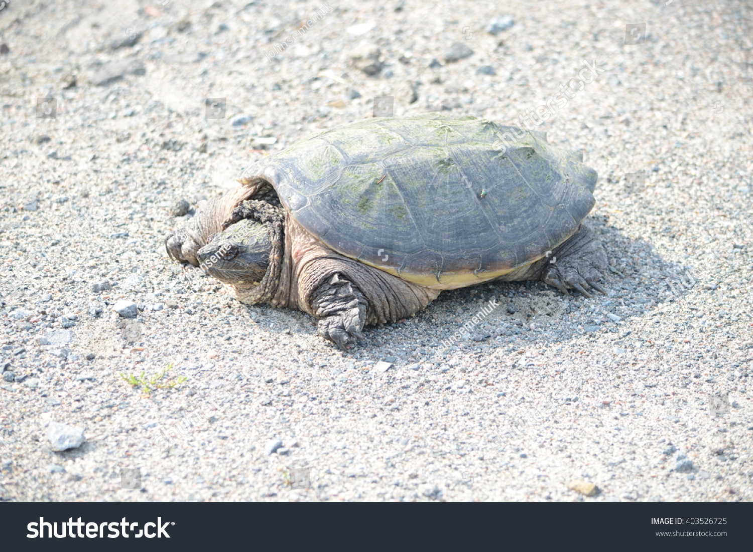 Snapping Turtle Danger Bites Sharp Claws Stock Photo 403526725 ...