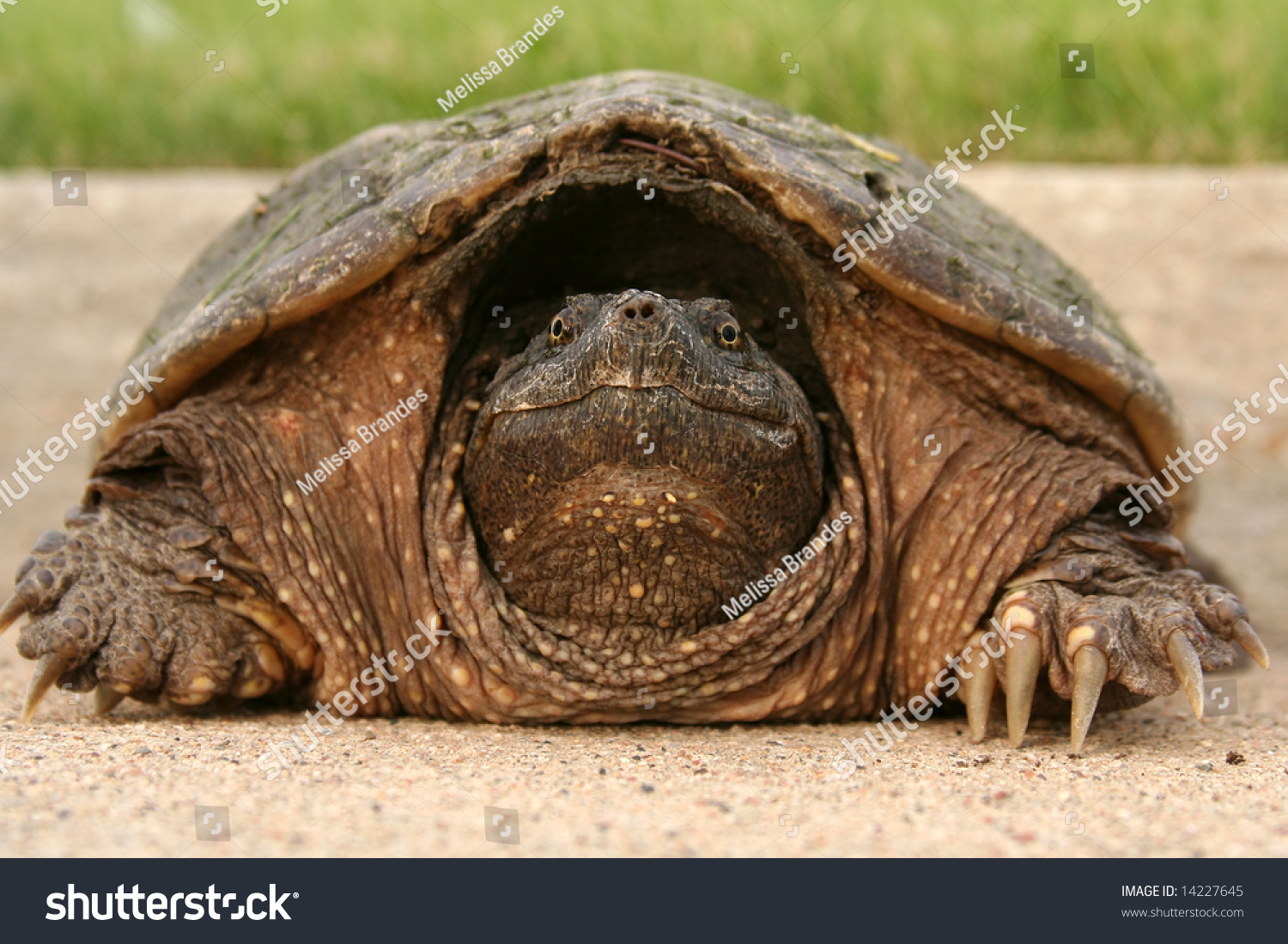 Snapping Turtle Hides From Behind His Shell. Stock Photo 14227645 ...