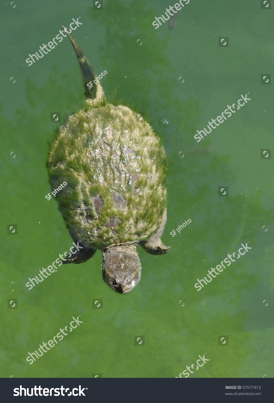 Snapping Turtle Swimming On Water Surface Stock Photo 57571912 ...