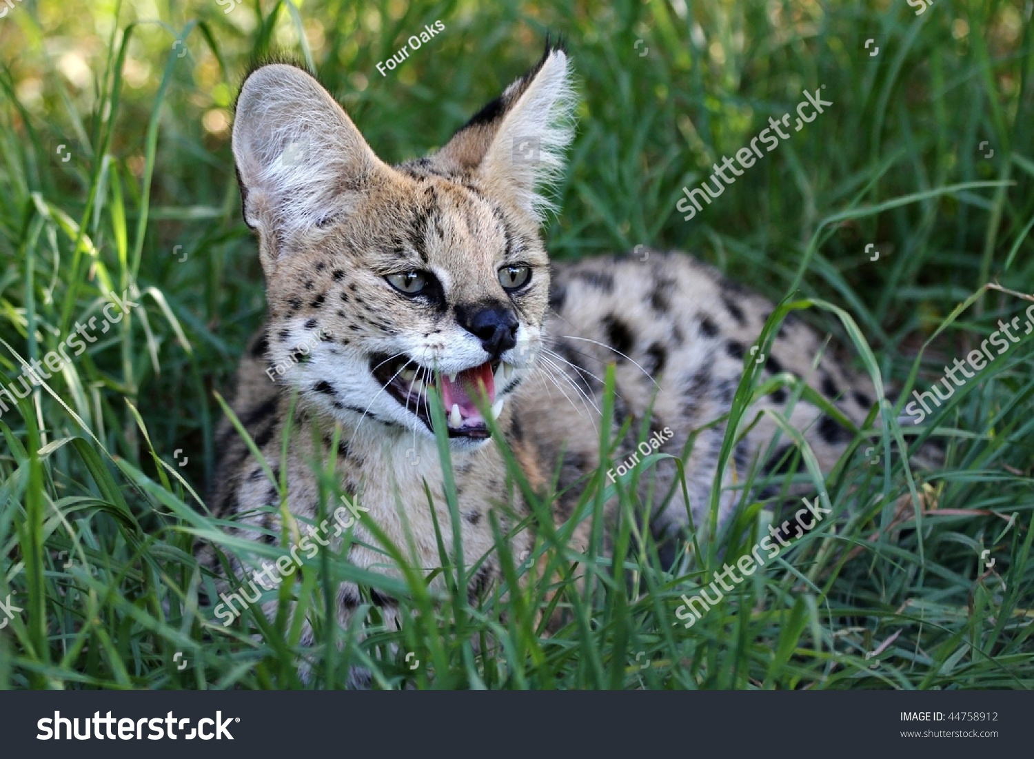 Snarling Serval Wild Cat With Large Teeth And Pink Tongue Stock Photo ...