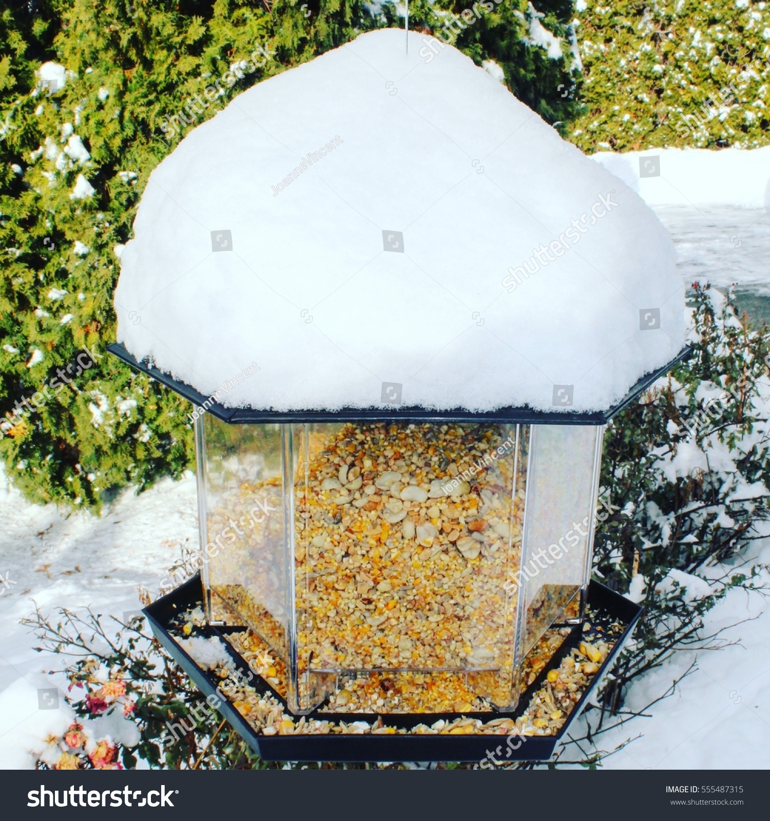 Snow Covered Bird House Filled Bird Stock Photo Edit Now 555487315