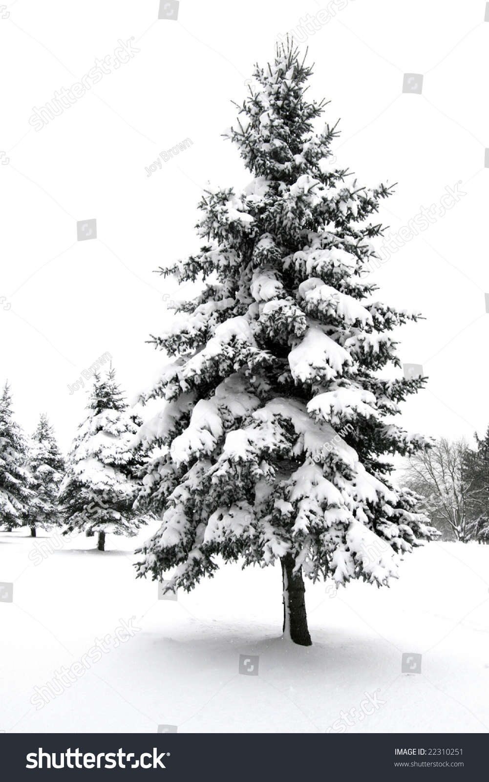 Snow Covered Evergreen Tree 스톡 사진(지금 편집) 22310251 - Shutterstock