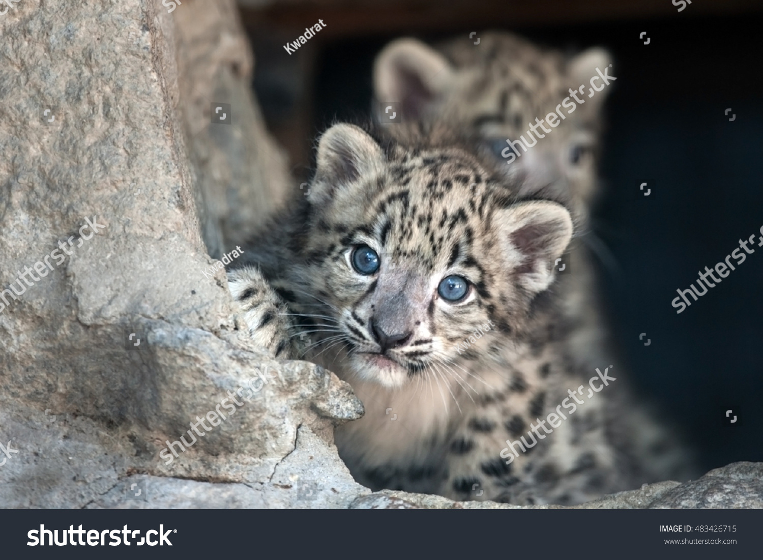 Portrait De Bebe Leopard Des Neiges Photo De Stock Modifiable