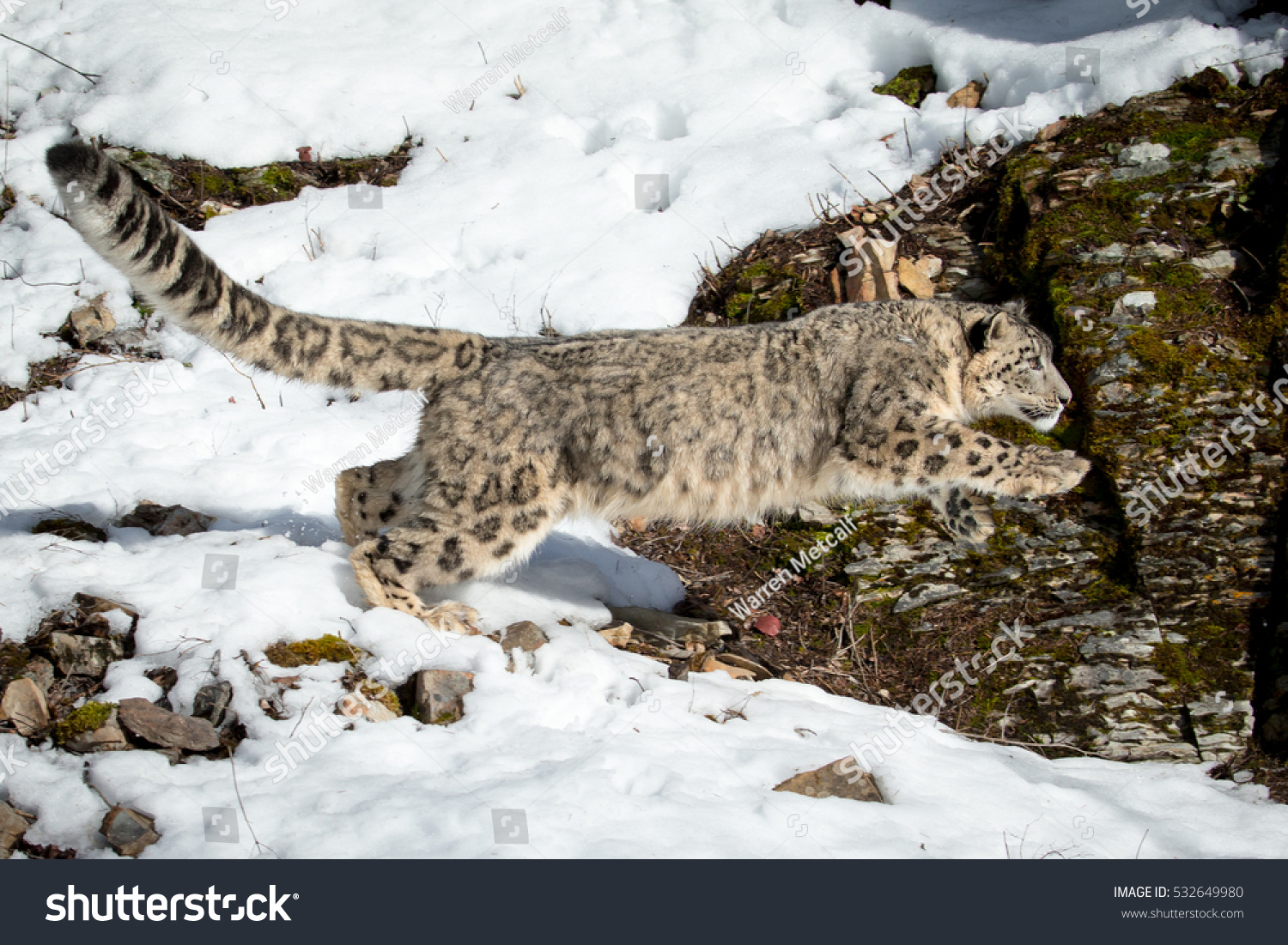 Snow Leopard Leaping Onto Rocks Snow Stock Photo Edit Now