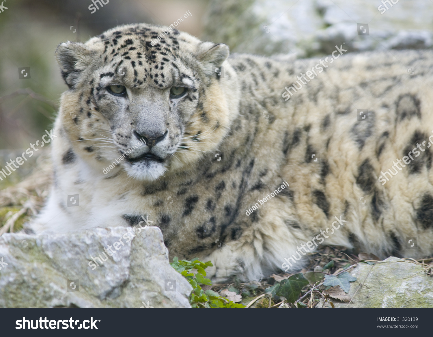 Snow Leopard On Rock Stock Photo Edit Now