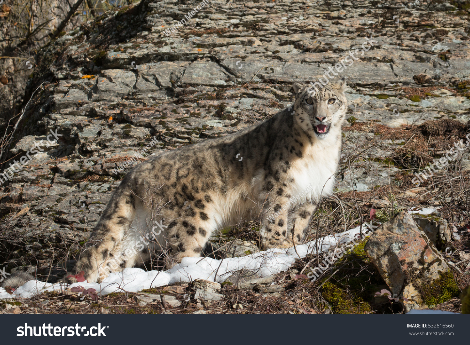 Snow Leopard Standing On Snow Covered Stock Photo Edit Now