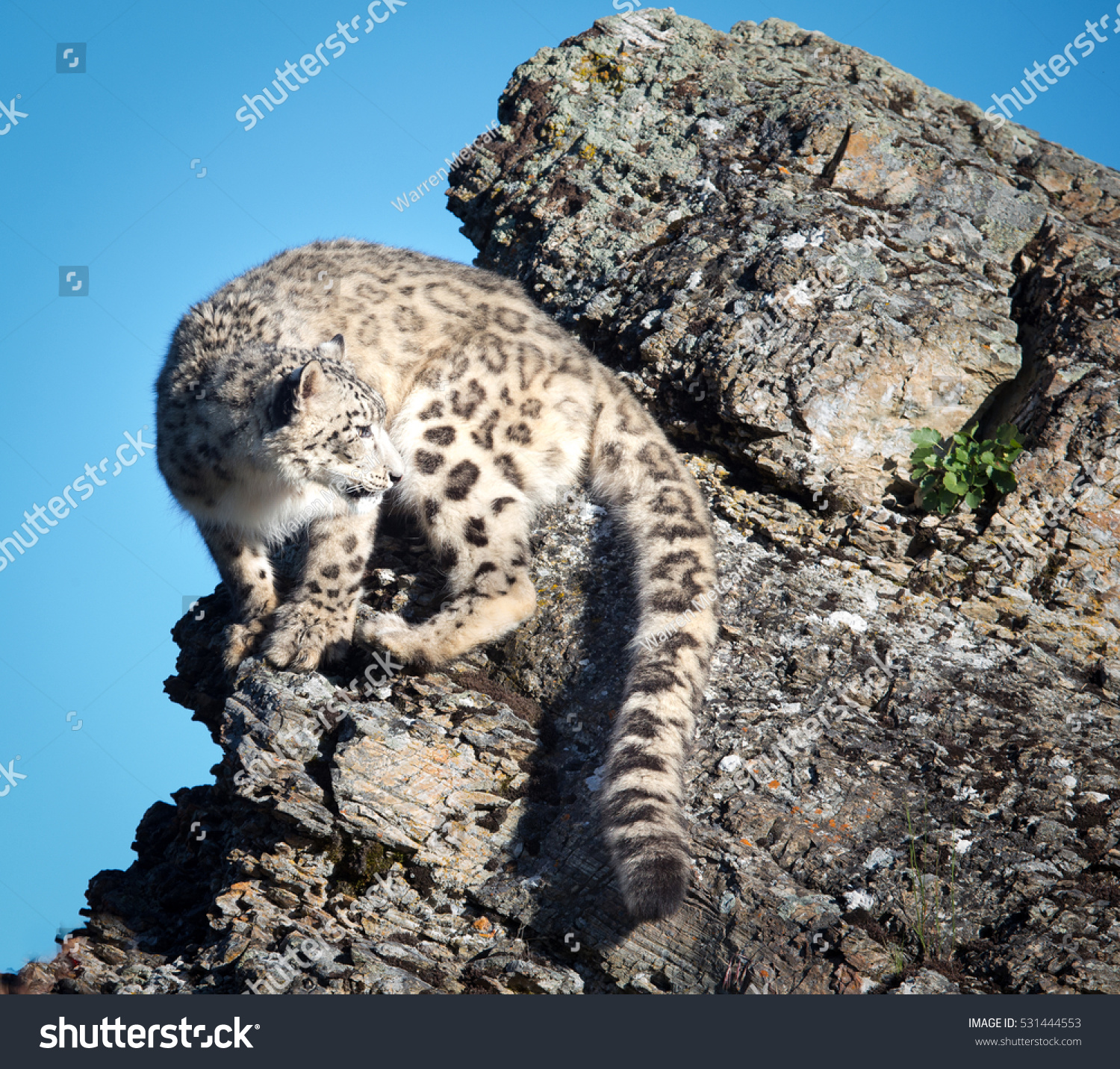 Snow Leopard Standing Precariously On Rock Stock Photo Edit Now