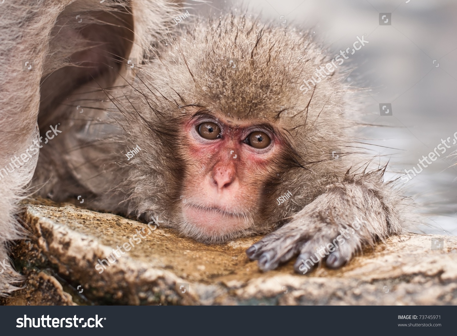 Snow Monkeys (Japanese Macaque) Chilling In Jigokudani Monkey Park ...