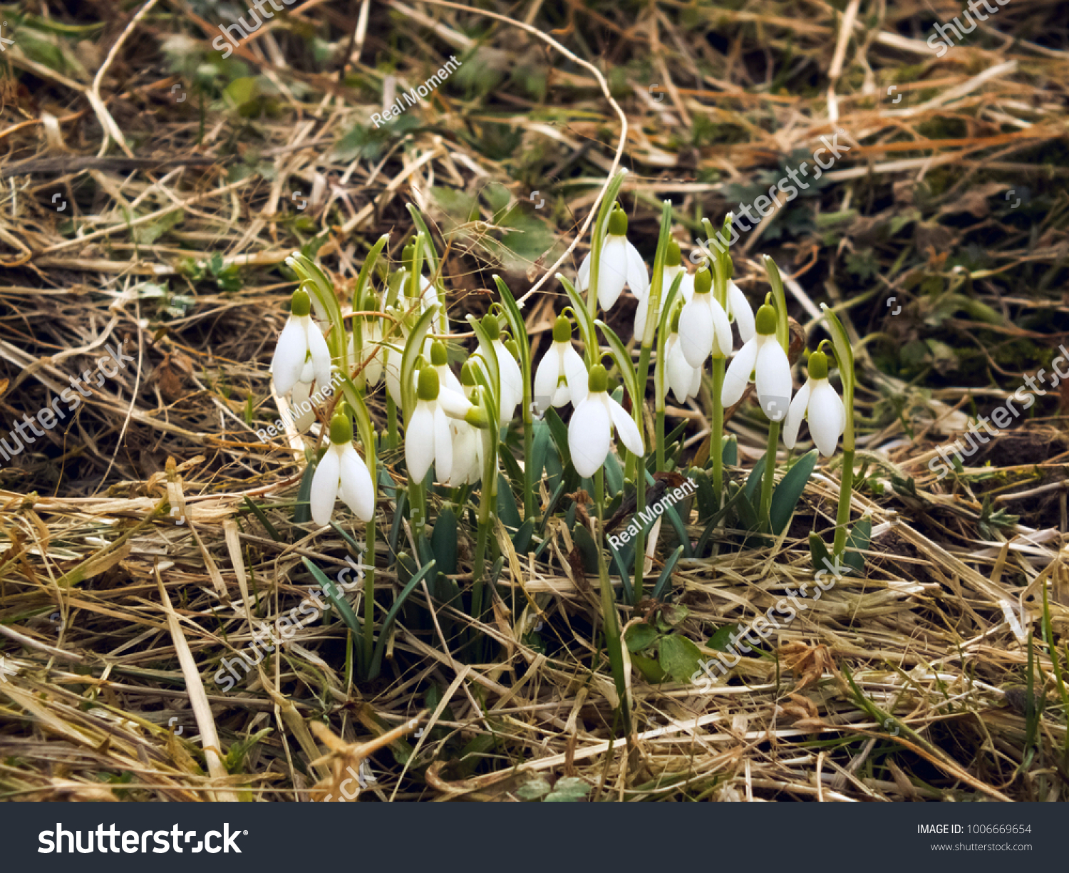 Tell us everything about Snowdrops .... Why are they considered rare colors of the spring ... I did not have to see them Tell us everything about Snowdrops .... Why are they considered rare colors of the spring ... I did not have to see them