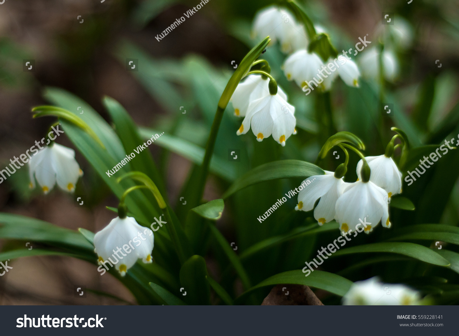 Tell us everything about Snowdrops .... Why are they considered rare colors of the spring ... I did not have to see them Tell us everything about Snowdrops .... Why are they considered rare colors of the spring ... I did not have to see them