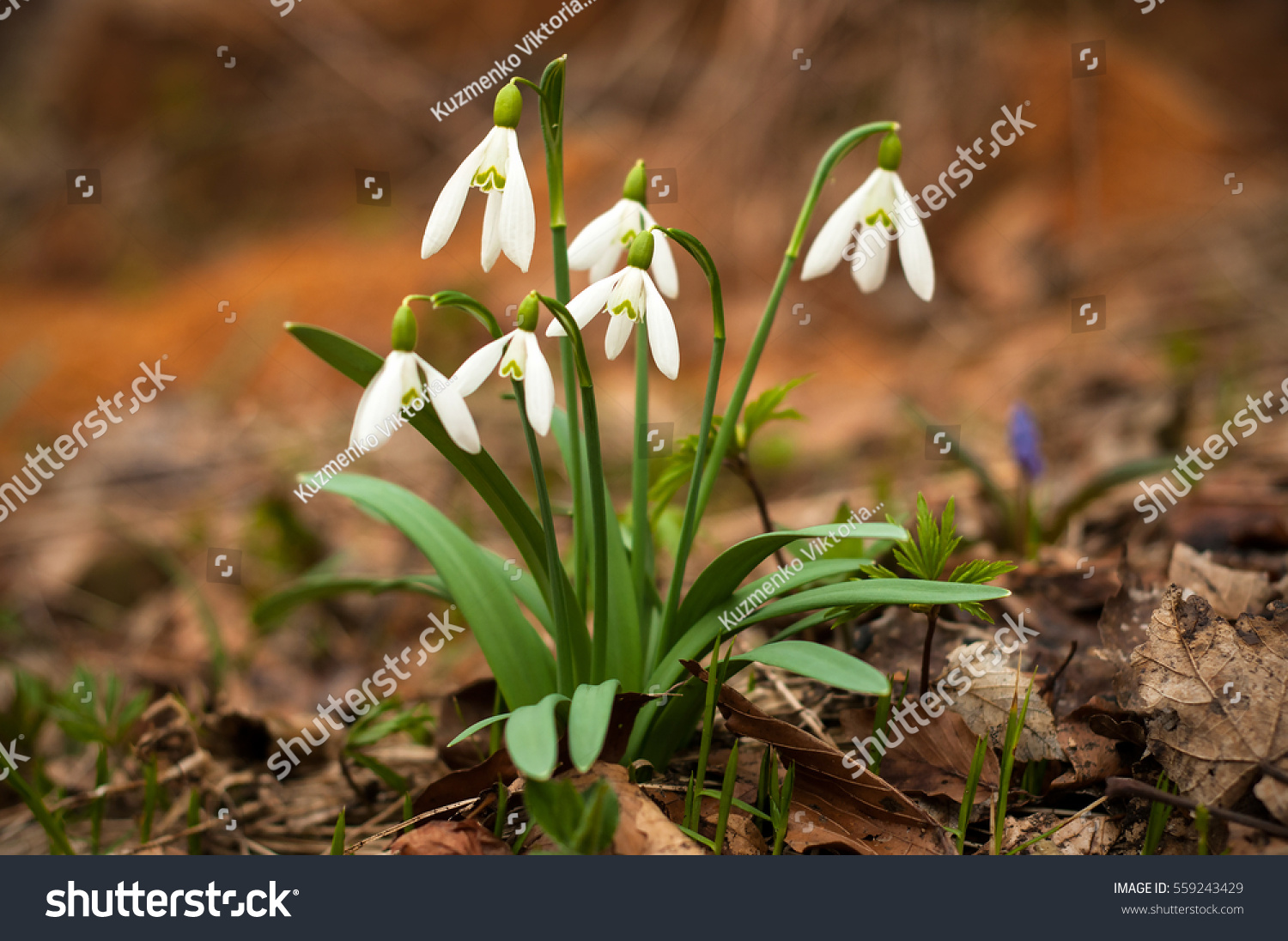 Tell us everything about Snowdrops .... Why are they considered rare colors of the spring ... I did not have to see them Tell us everything about Snowdrops .... Why are they considered rare colors of the spring ... I did not have to see them