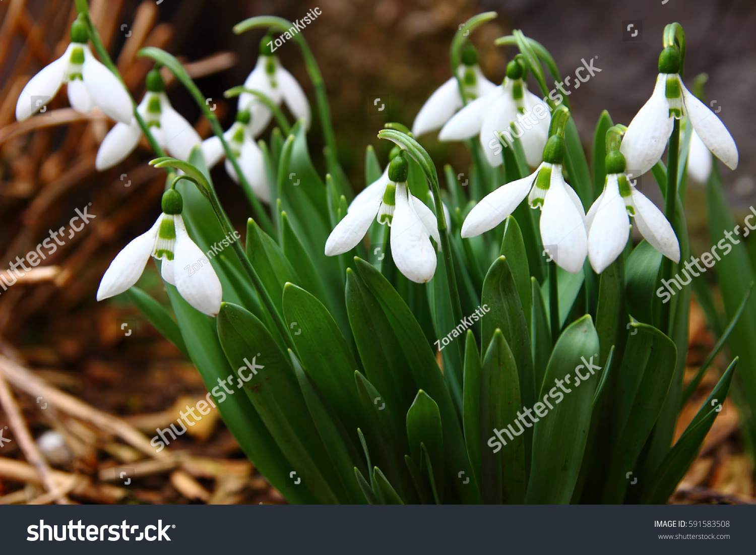 Tell us everything about Snowdrops .... Why are they considered rare colors of the spring ... I did not have to see them Tell us everything about Snowdrops .... Why are they considered rare colors of the spring ... I did not have to see them