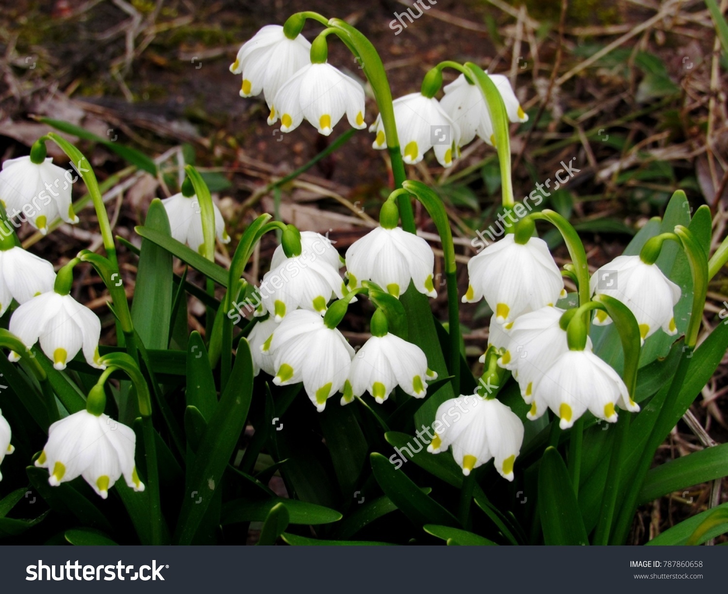 Tell us everything about Snowdrops .... Why are they considered rare colors of the spring ... I did not have to see them Tell us everything about Snowdrops .... Why are they considered rare colors of the spring ... I did not have to see them