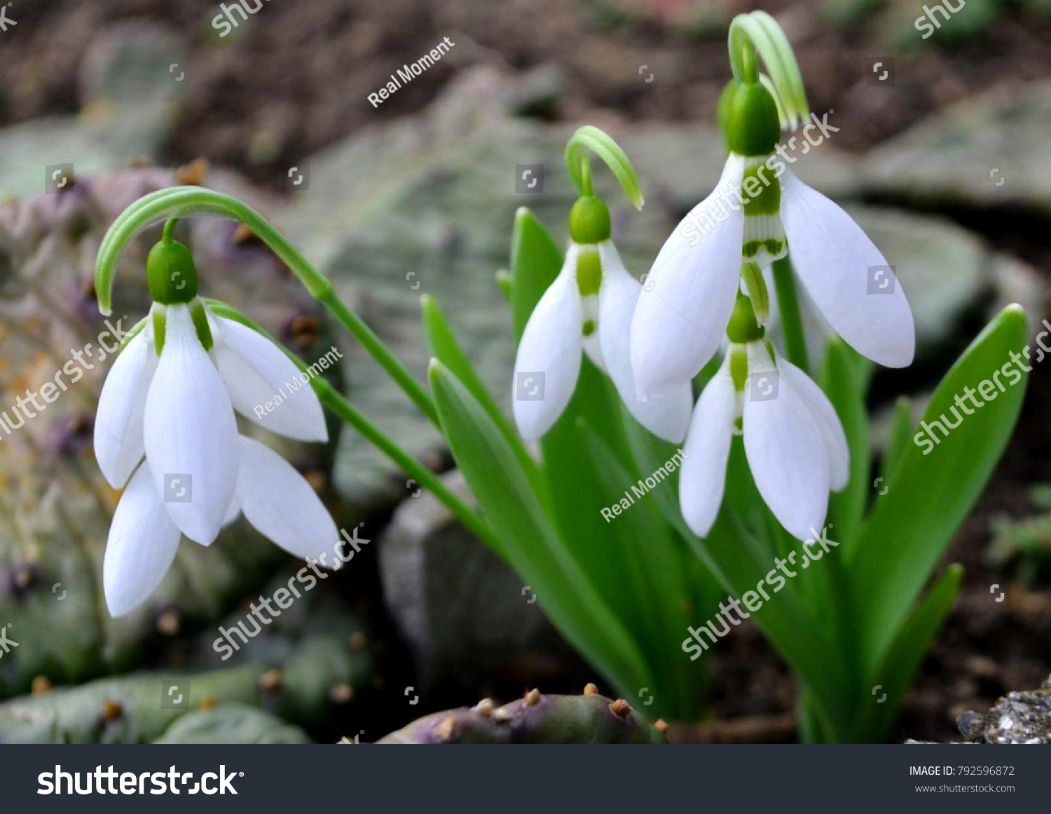 Tell us everything about Snowdrops .... Why are they considered rare colors of the spring ... I did not have to see them Tell us everything about Snowdrops .... Why are they considered rare colors of the spring ... I did not have to see them