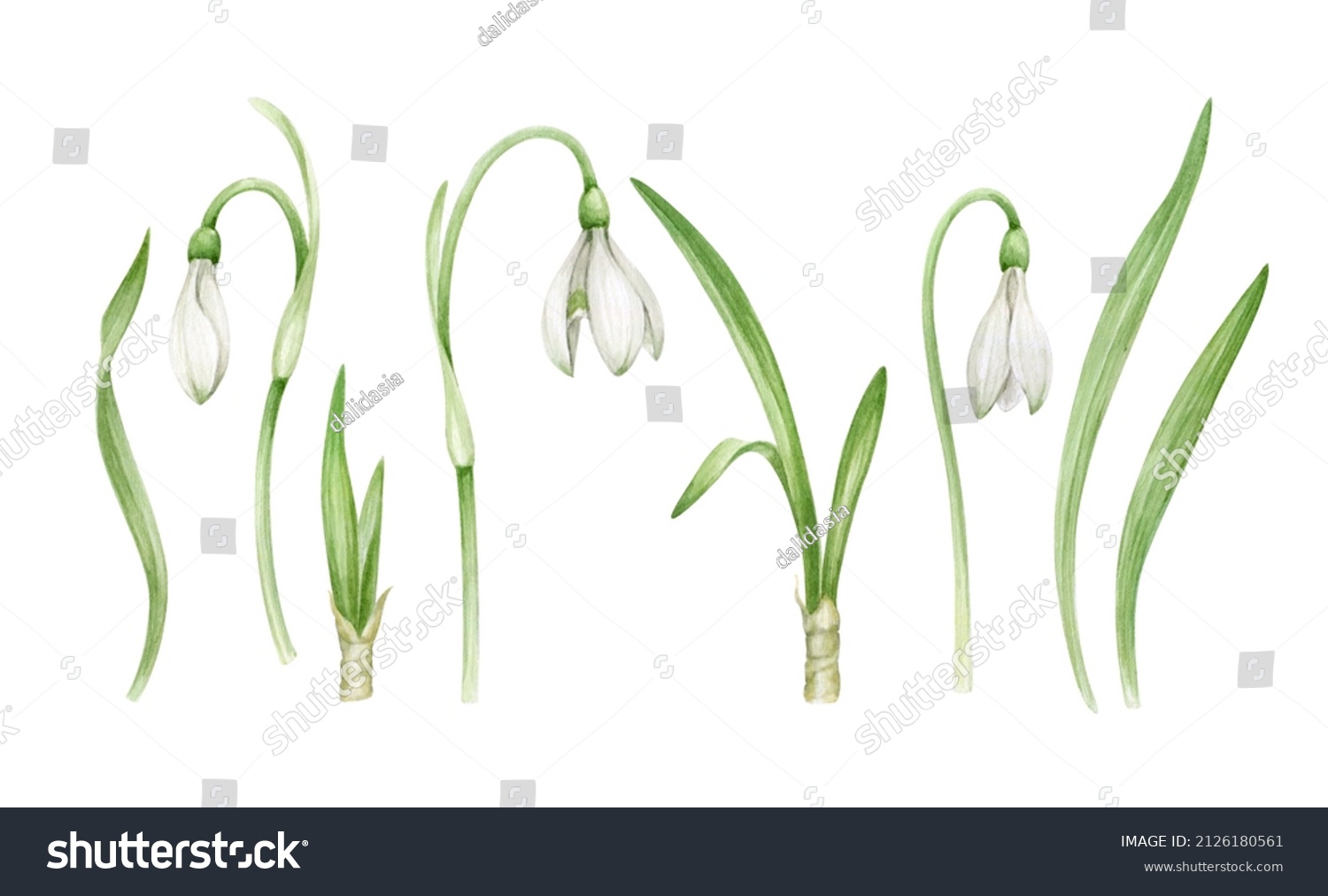 Snowdrops Watercolor Flowers Set Isolated On Stock Illustration ...