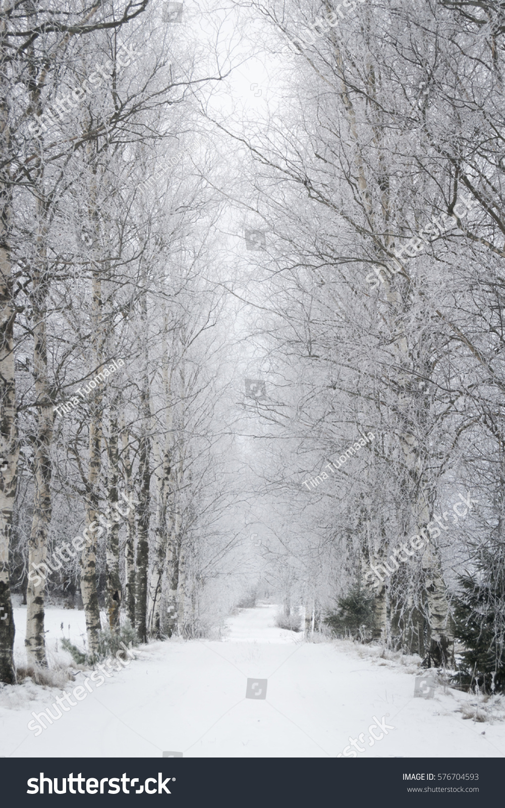 Snowy Birch Tree Alley Stock Photo Edit Now 576704593