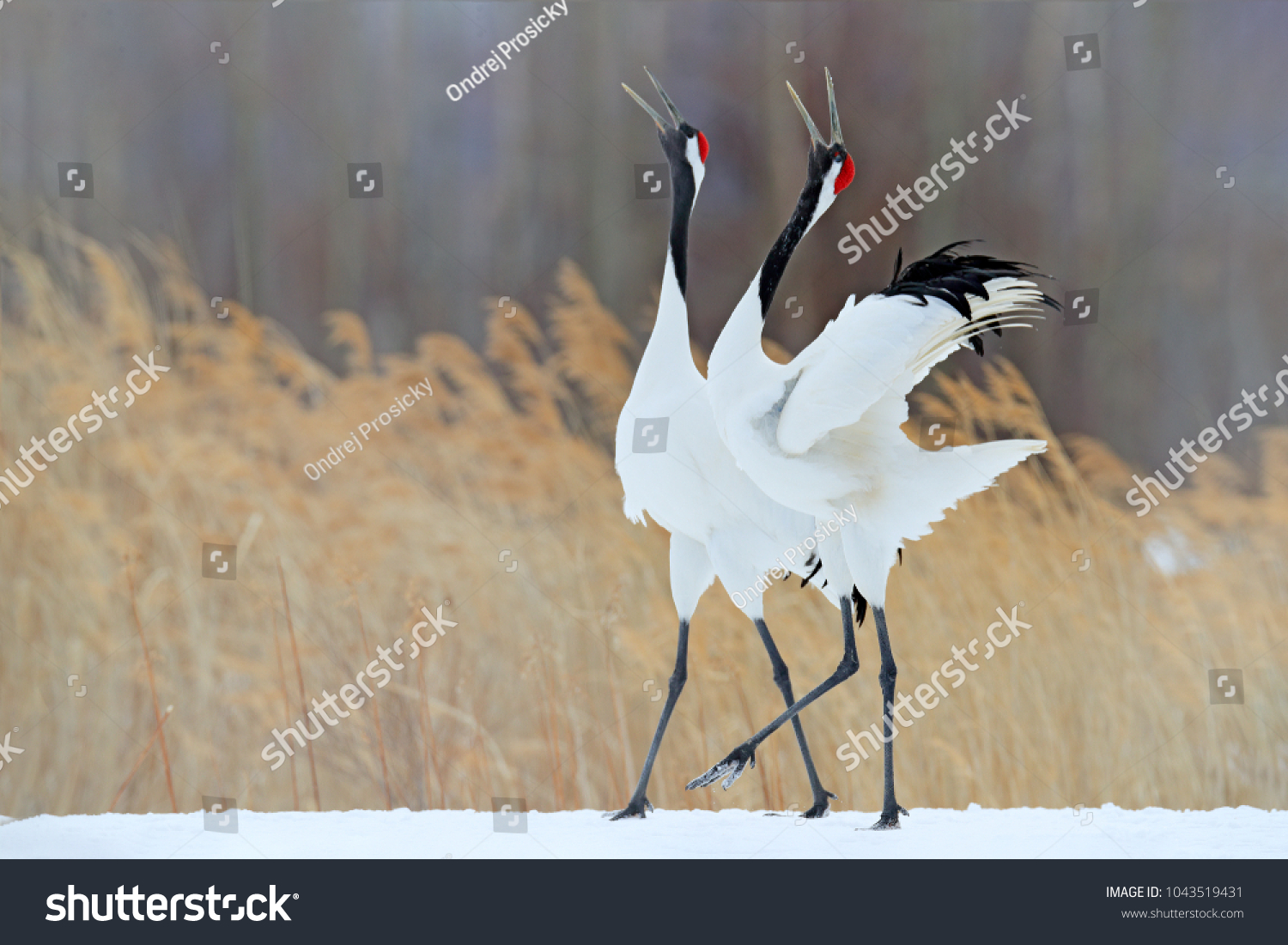 16,753 Dancing cranes Images, Stock Photos & Vectors | Shutterstock