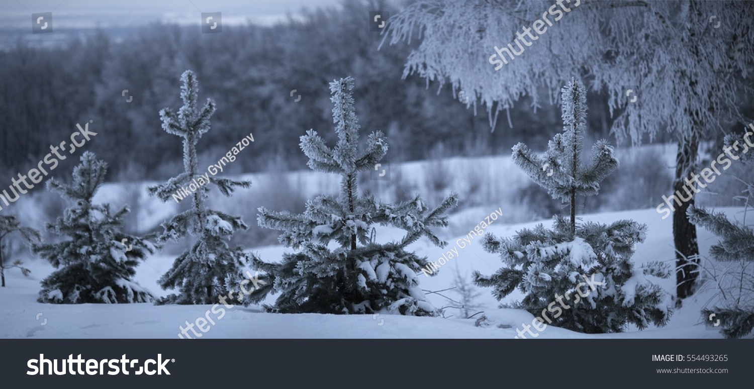 Snowy Winter. Merry Christmas. Stock Photo 554493265 : Shutterstock