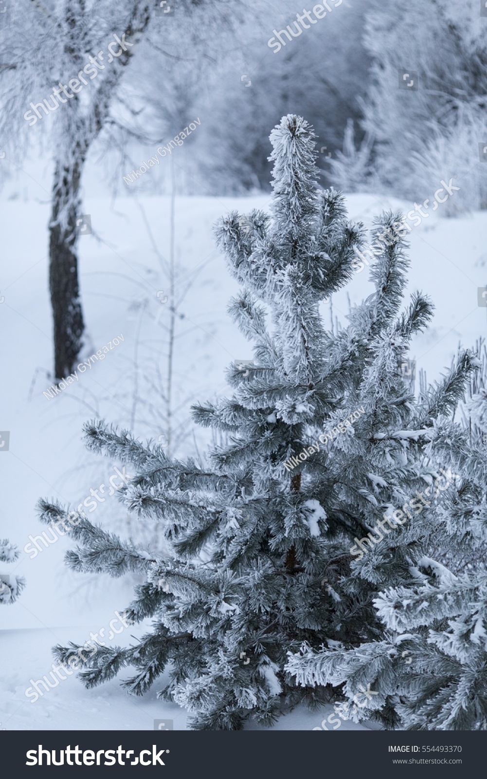 Snowy Winter. Merry Christmas. Stock Photo 554493370 : Shutterstock