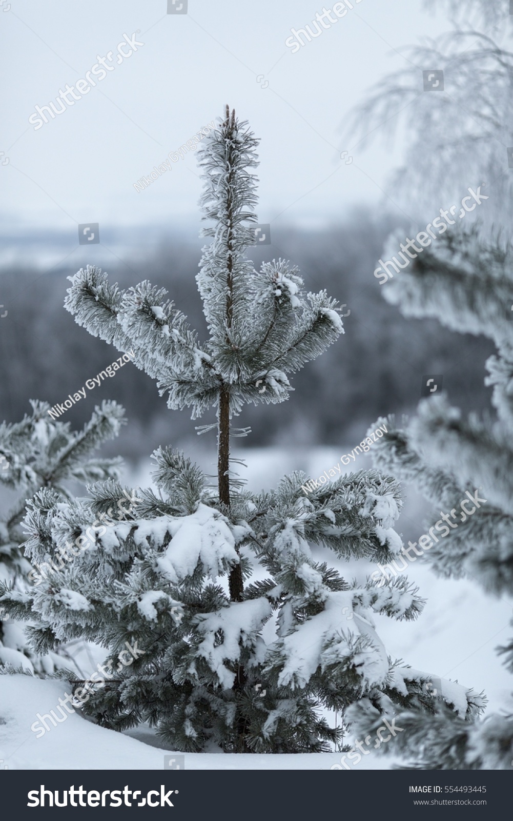 Snowy Winter. Merry Christmas. Stock Photo 554493445 : Shutterstock