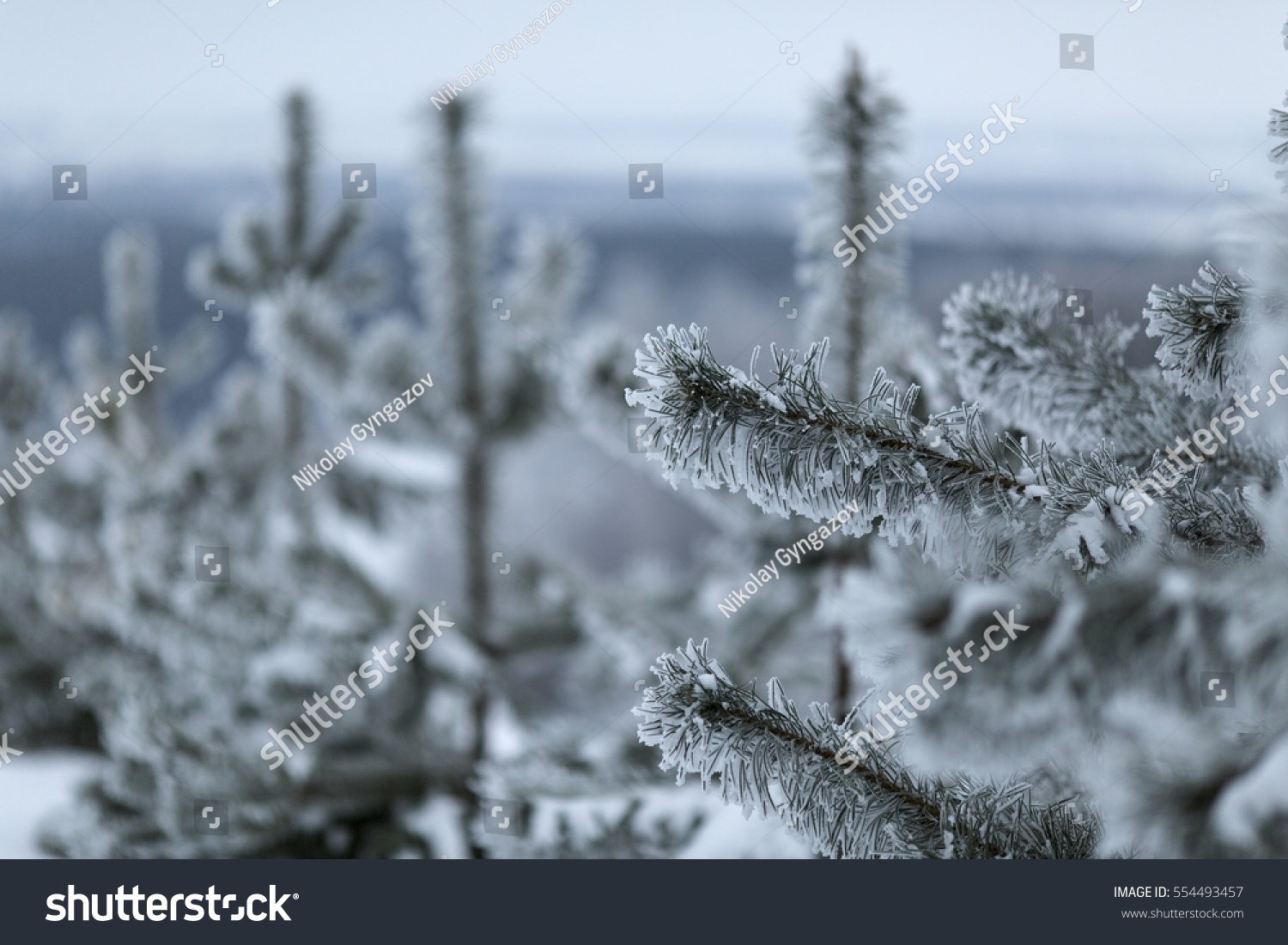 Snowy Winter. Merry Christmas. Stock Photo 554493457 : Shutterstock