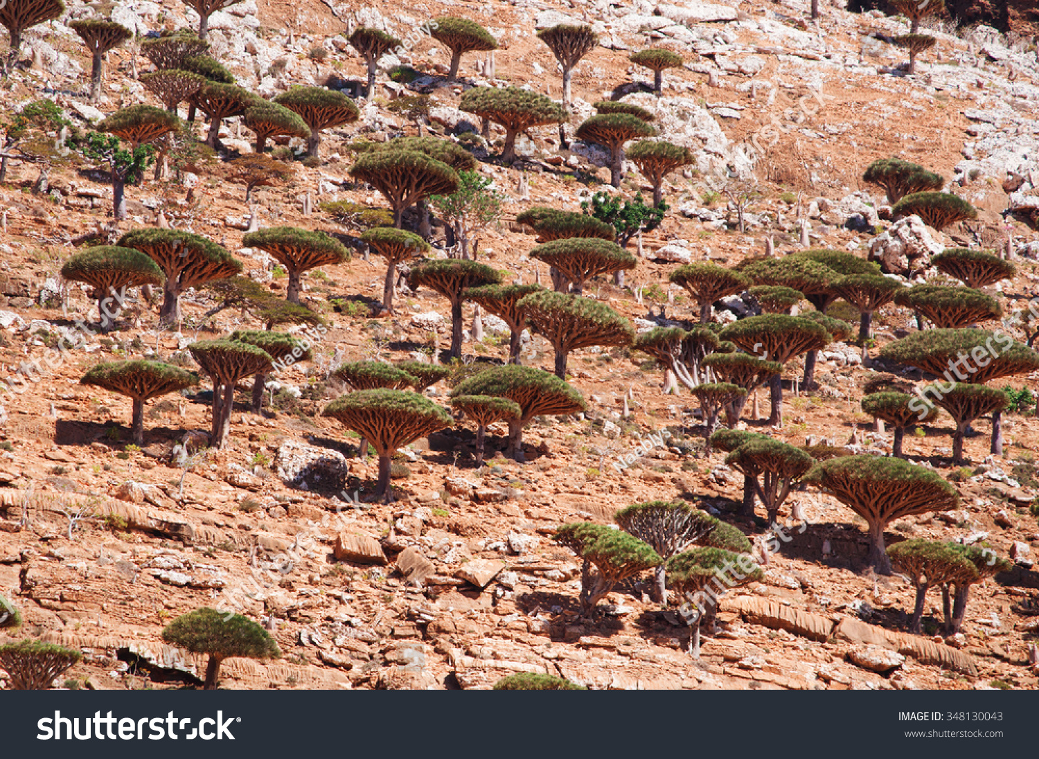 Socotra View Dragon Blood Tree Stock Photo Edit Now