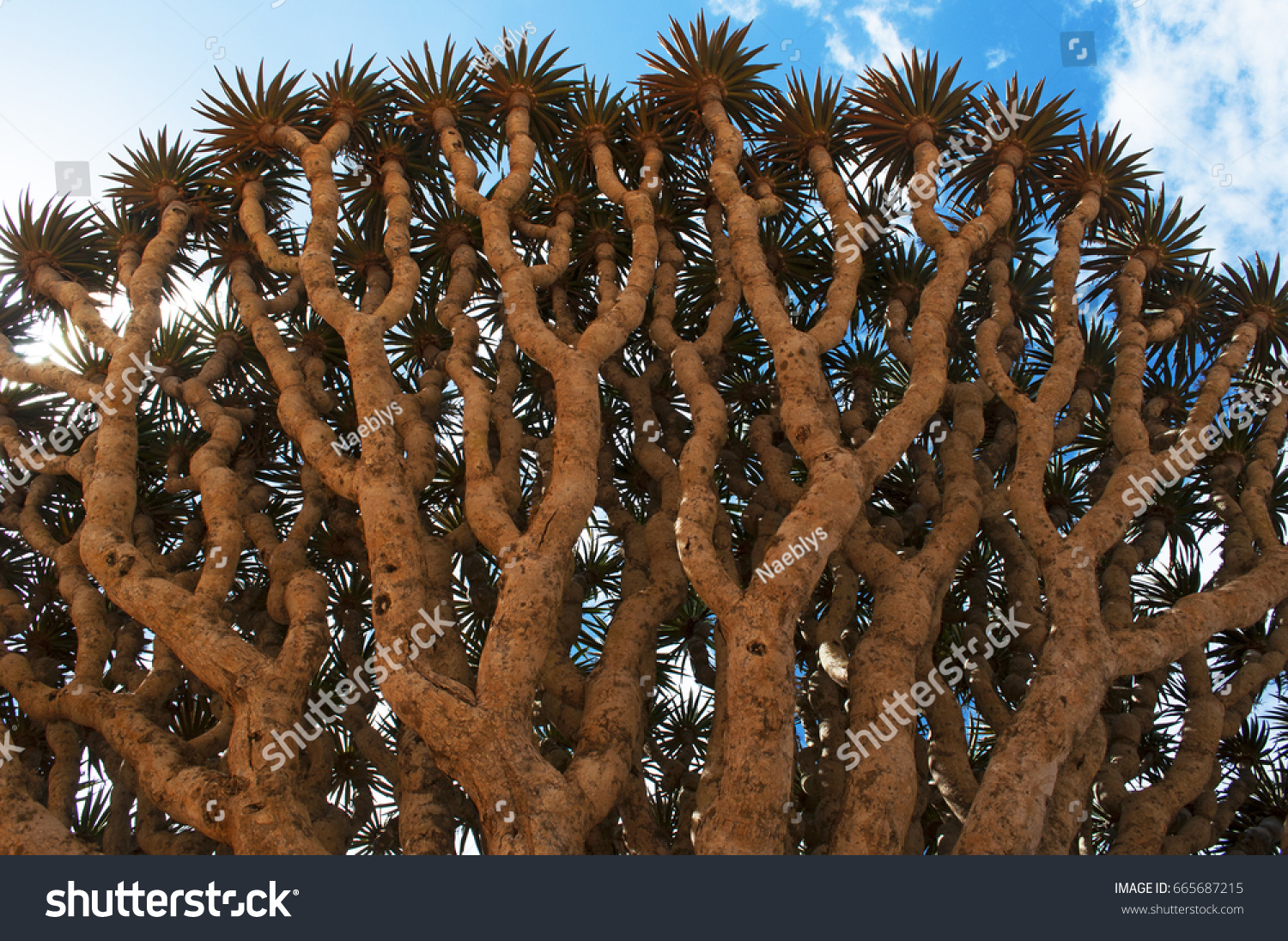 Socotra Yemen Detail Branches Dracaena Stock Photo Edit Now