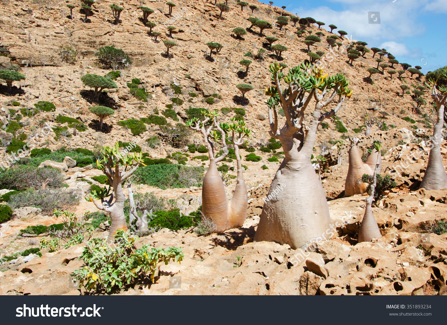 Socotra Yemen Flowering Dendrosicyos Socotranus Stock Photo Edit Now
