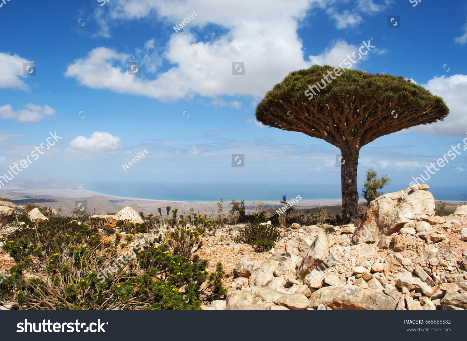 Socotra Yemen Arabian Sea Dracaena Stock Photo Edit Now