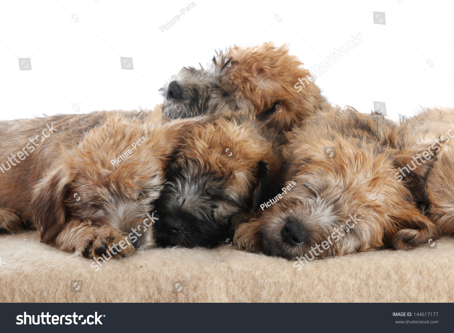 Soft Coated Wheaten Terrier Puppies Animals Wildlife Stock Image 144617177