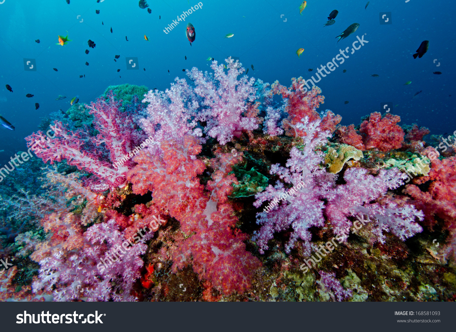 Coral Island Images Stock Photos And Vectors Shutterstock