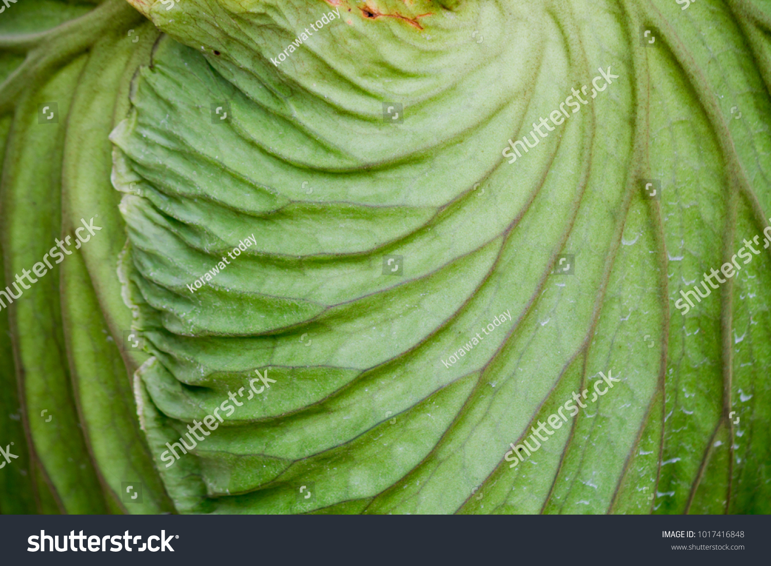 Soft Focus Platycerium Ridleyi Beautiful Fern Stock Photo Edit Now