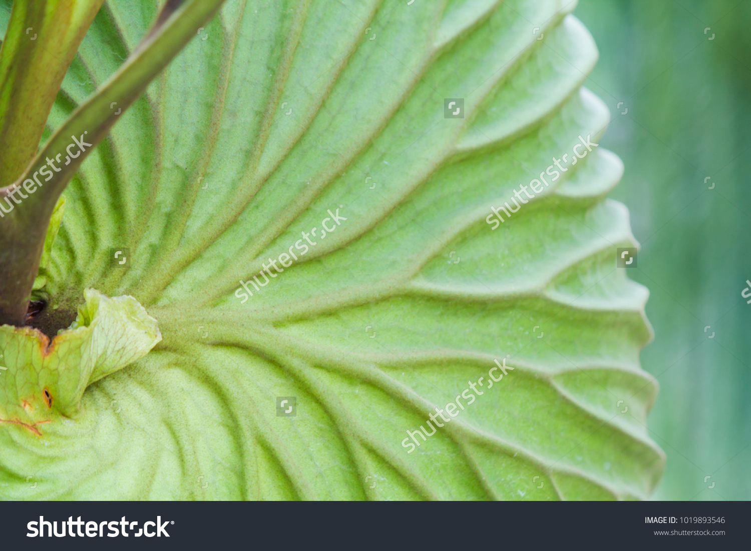 Soft Focus Platycerium Ridleyi Beautiful Fern Stock Photo Edit Now