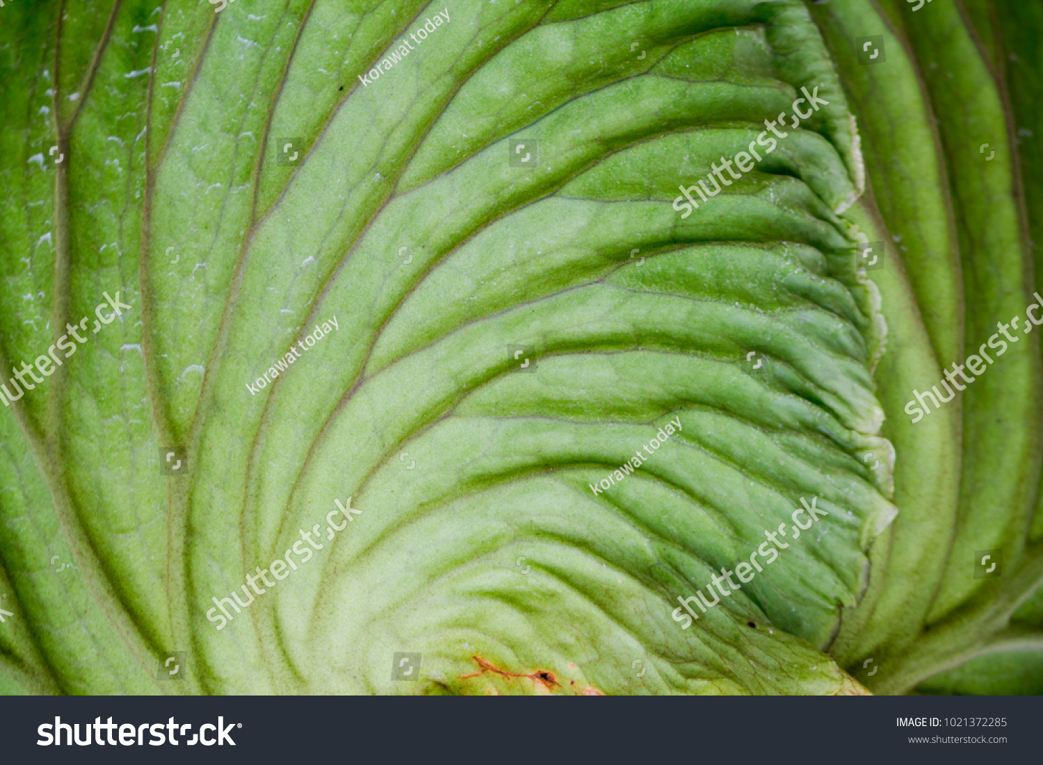 Soft Focus Platycerium Ridleyi Beautiful Fern Stock Photo Edit Now