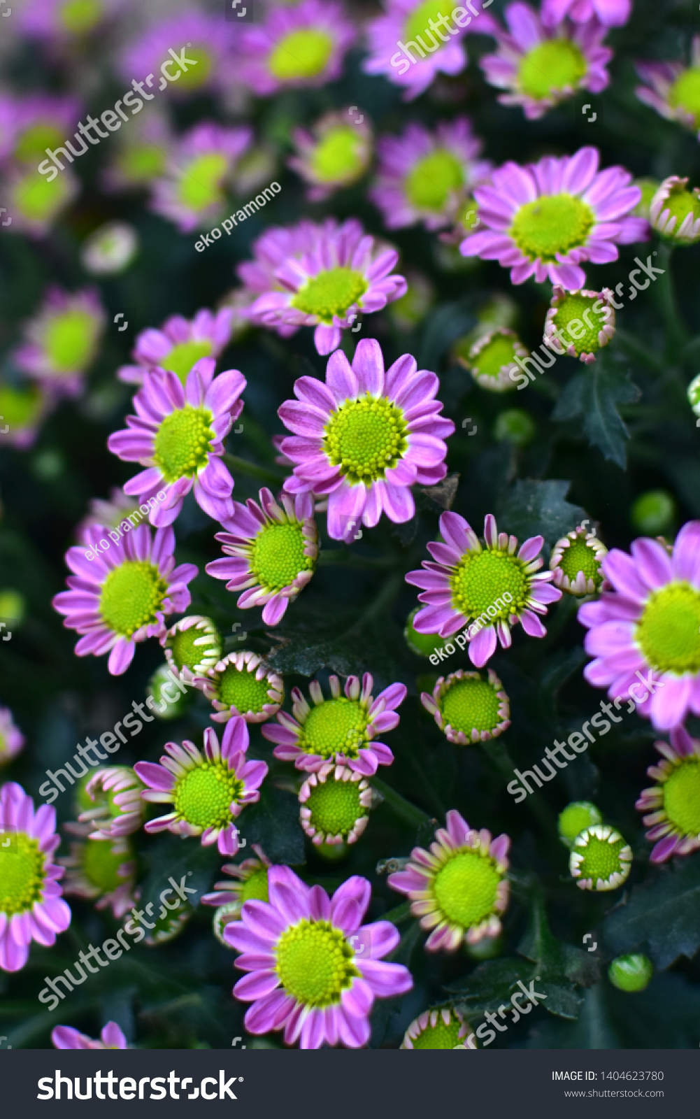 Soft Focus Purple Chrysanthemum Flowers Bloom Stock Photo 1404623780 ...