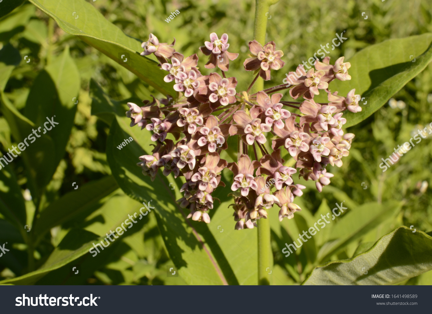 Soft Pink Flowers Common Milkweed Asclepias Stock Photo 1641498589 ...