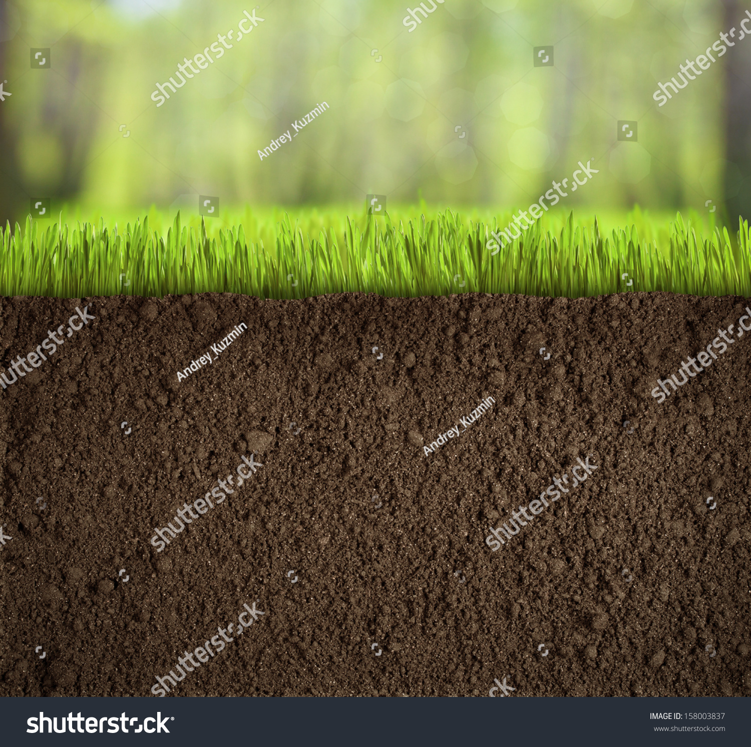 Soil Under Grass Forest Stock Photo 158003837 - Shutterstock