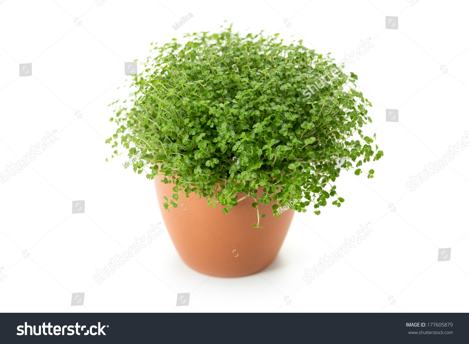 Soleirolia Soleirolii Syn Helxine Soleirolii Babys Stock Photo ...