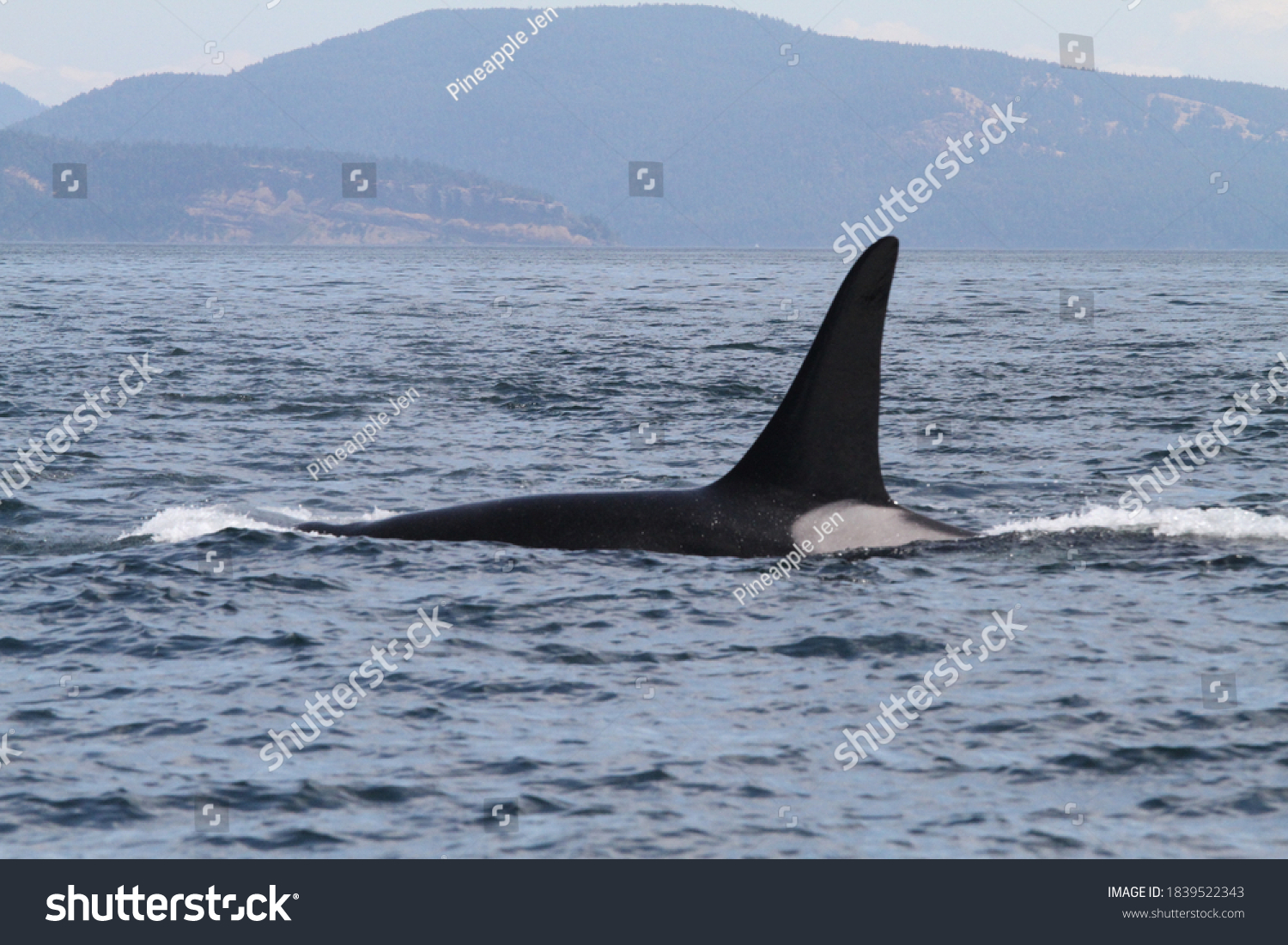 Solo Male Killer Whale Orca Dorsal Stock Photo 1839522343 | Shutterstock